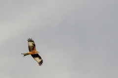 Adam Cowdrey - Monthly Challenge - April 2025