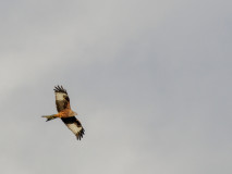 RedKite_Leila_Jeffreys
