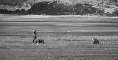 HARVESTING-THE-LAND-