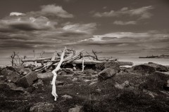 TIMBER-LAND-
