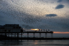 Alwena Evans - Monthly Challenge - February 2025