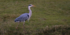 Heron_Walking_peacefully.jpg