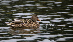 Mallard_Duck.jpg