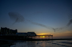 Starling_Murmuration.jpg