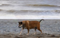 Dog-Pan