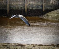 Seagull-Pan