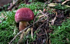 Russula-Mushroom