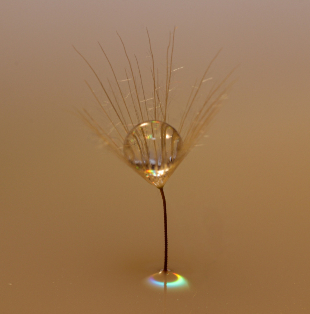 Dandelion-Clock