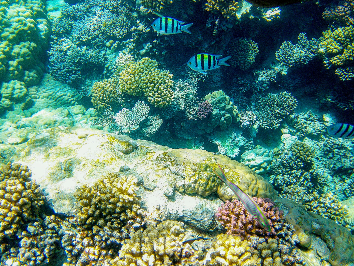 Fish-In-Coral
