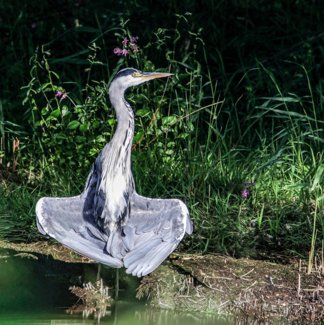 Heron-Cooling-Off
