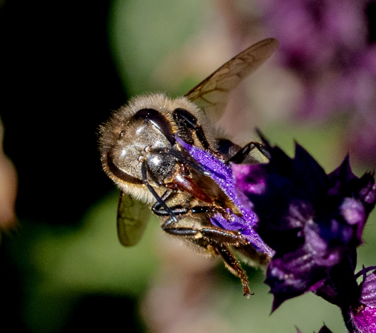 On-Top-Of-The-World-Well-Flower