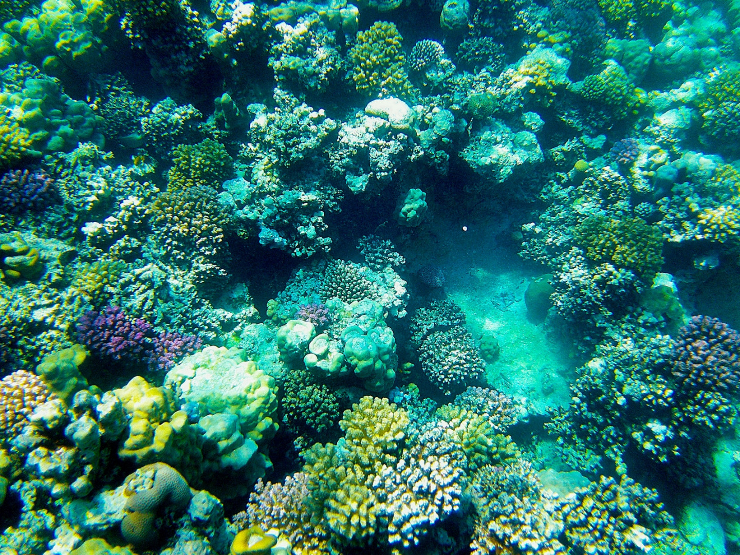 Sea-Coral-Colours