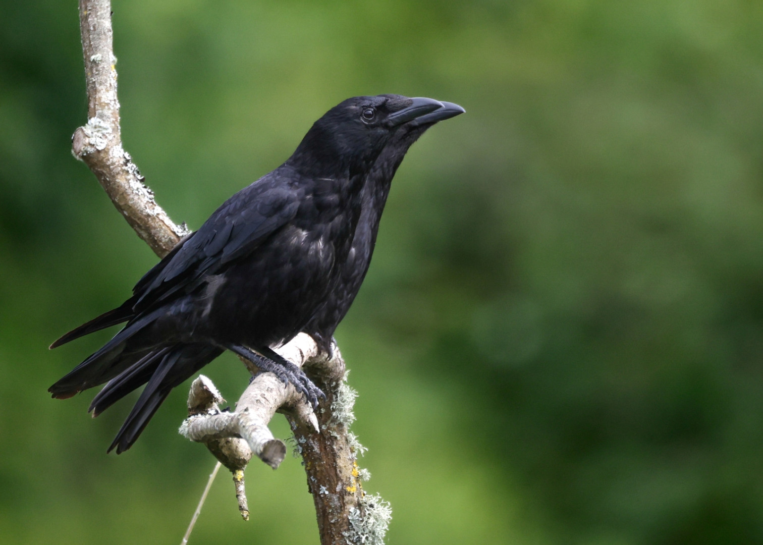 Twin-Beak-
