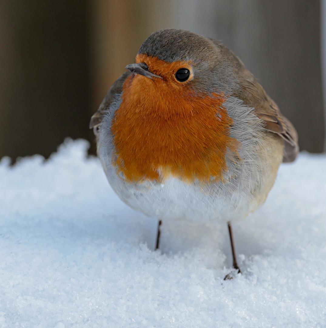 Winter-Robin