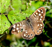 Broken-Wing-