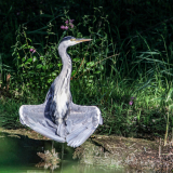 Heron-Cooling-Off