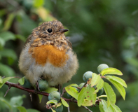 Robin-On-The-Change