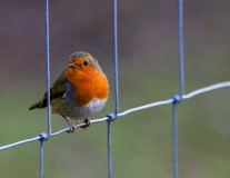 RED_BREAST_ON_WIRE