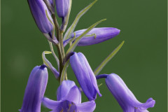 Budgie Bear - Monthly Challenge - April 2025