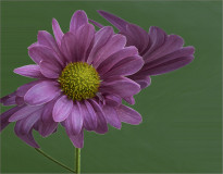 Jacky_Parker_3_Single_Chrysanthemum