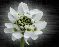 Jacky_Parker_4_Candytuft