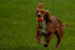 Budgie Bear - Monthly Challenge - August 2025