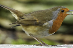 Budgie Bear - Monthly Challenge - February 2025