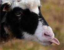 SHAWNA_THE_SHEEP