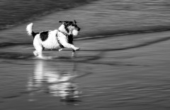 Waterlogged-Dog