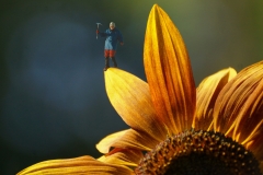 Climbing Sunflower