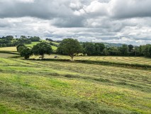 Landlines_7210187