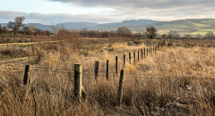 ORANGE_FENCE_