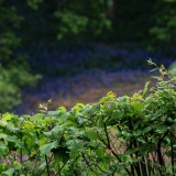 Rainbell