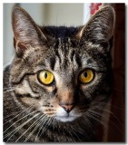 CATS_EYES