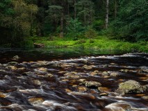 Forest_river-9140130