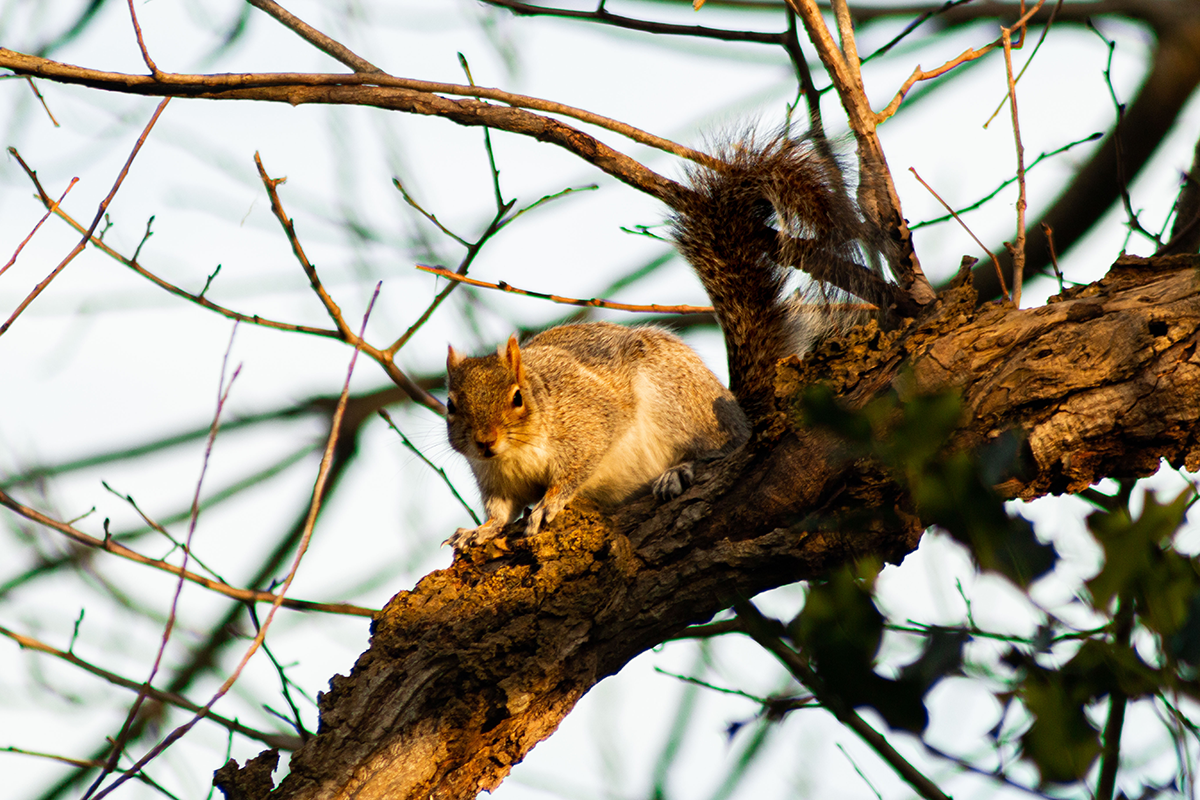 Squirrel Nutkin