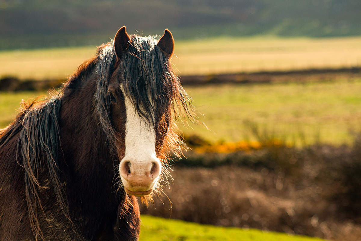 Why the Long Face