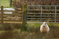 Lonely Ewe