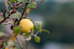 The-Forbidden-Fruit