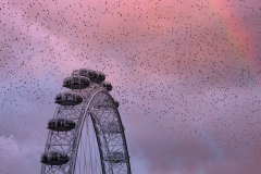 London-Starlings