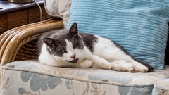 OLYMPUS DIGITAL CAMERA