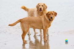 Bobby and Ruby beach