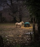 Lonesome_