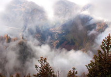 Fog Maderia