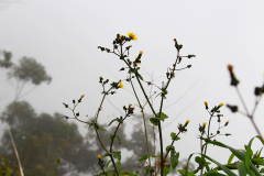 Maderia Yellow Flowers