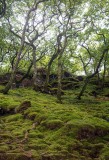 Woodland-1