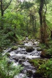 woodland-2