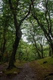 woodland-3