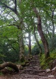woodland-4