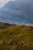 Looking-Through-The-Grass